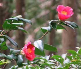 植林されたヒノキの合間に美しく咲くヤブツバキの花