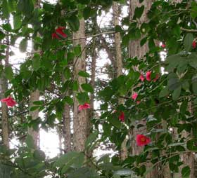 山に植林されたヒノキの合間に美しく咲くたくさんのヤブツバキの花