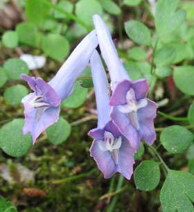 紫系のヤマエンゴサクの花