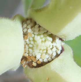 チェリモヤの花 雄しべ成熟期下から見たところ　拡大