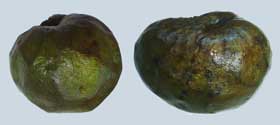 恐竜の卵みたいな冷凍チェリモヤの果実