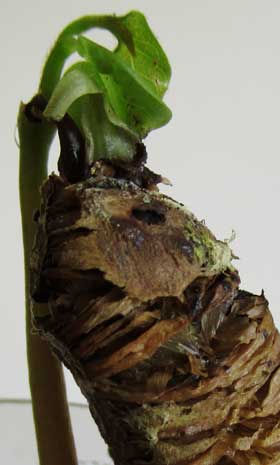 種皮が取り除かれたポポーの種子から本葉が出ようとしていて、土からもち上がってきているようす　種子のヒダ部分拡大