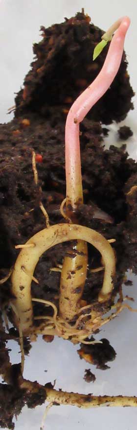 根が長く大きく育つポポーの苗　根の部分拡大