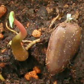 発芽直後のポポーと種子の殻に残った子葉