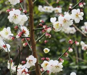 美しく咲く白梅の花