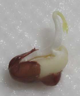 発根の後に幼芽が出始めたアズキの発芽の様子