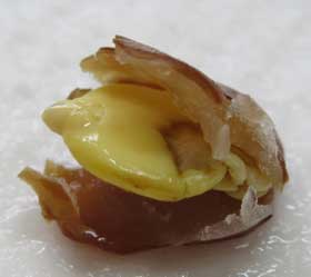 サイカチの発芽　種皮の内部　堅い種皮が開き、その内側は半透明のゼリー状のものが胚乳を守っている