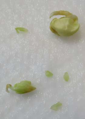 １粒のタンカンの種子の中に格納されているそれぞれの胚の発根の様子