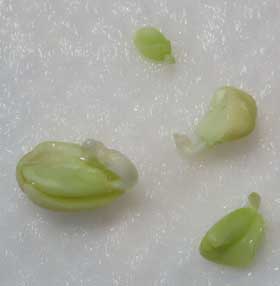 発根したてのタンカンの種子　1粒の種子の中でそれぞれが発根している