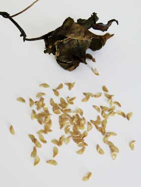ツルニンジンの蒴果から出てきたたくさんの種子