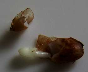 ツルニンジンの種子の中　胚乳の中にある少し大きくなった胚