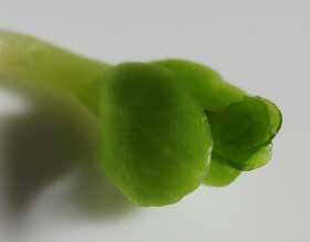 発芽後に子葉から半の間から透明できれいな緑色の本葉が出始めたツルニンジン