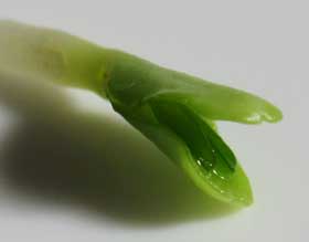 発芽後に子葉から半透明の緑色の本葉が出てきたツルニンジン