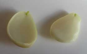 種皮を剥いて２つに分けたユズの白い種子　先端に小さな黄緑色の胚と思われるものがついている