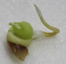 多胚性のユズの発芽過程で小さな緑色の胚が大きな発芽の横で発芽しようとしている