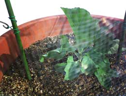 防虫網をつけたキャベツの苗の植え付け画像
