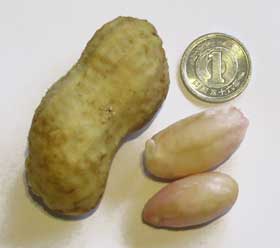 収穫したてのおおまさりの殻と中身　比較の１円玉