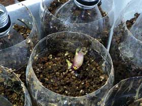 ペットバトルで発芽させたジャガイモの苗