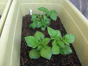 ジャガイモのプランター栽培イメージ図。大きめのプランターにウォータースペースをしっかり取って植え付けられた２株のこがね丸。