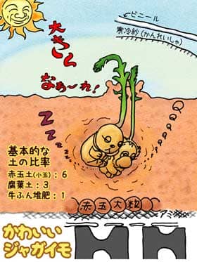 ジャガイモの種芋の植え付けイメージ図。