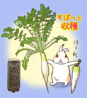 ペットボトル大根をすぽっと収穫するうさぎの「ぷう太郎」