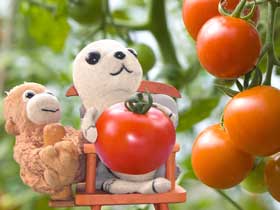 トマトの収穫を喜ぶアザラシのキューちゃん