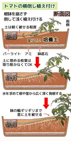 トマトの寝かせ植え付け説明図