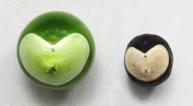 完熟前のフウセンカズラの種子と完熟したフウセンカズラの種子の比較