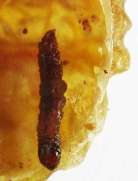 ムクロジの実の内部でミイラ化したメイガ科の幼虫