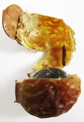 ミイラ化したメイガ科の幼虫が入っていたムクロジの実の内部
