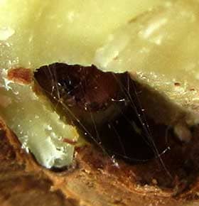 食害後にできたムクロジの種子の空間に吐き出した糸を貼って潜むメイガの幼虫　拡大