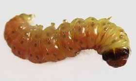 ムクロジの種子から取り出したメイガ科の幼虫