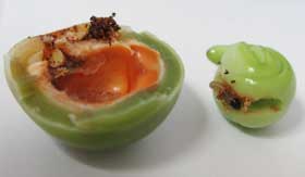 ムクロジの未熟果の中にいて胚を食べる幼虫