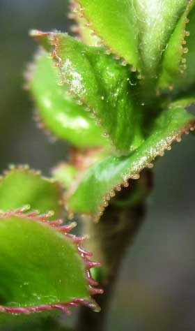 葉の縁が赤みを帯びた腺状鋸歯になっている芽吹きの頃のカリンの葉