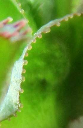 腺状鋸歯になっている芽吹きの頃のカリンの葉の部分拡大