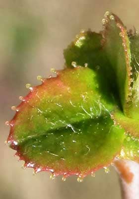 カリンの若木の芽吹きの葉の腺体のついた鋸歯部分拡大