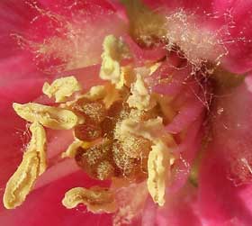 綿アメのようになる花びら根元の繊維