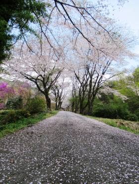 道路に淡いピンク色の花びらが降り積もるサクラ並木
