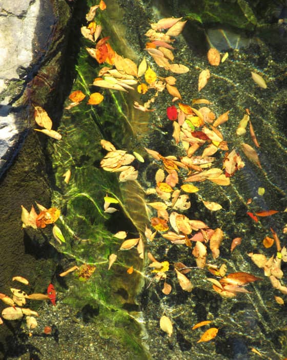 渓流の水面を錦のように彩る落ち葉