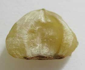 ホオノキの種子の中にあった胚