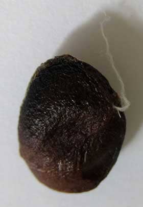 珠柄がついた褐色となったホオノキの種子