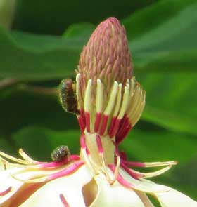 ホオノキの花の花粉を食べるコアオハナムグリと思われる甲虫