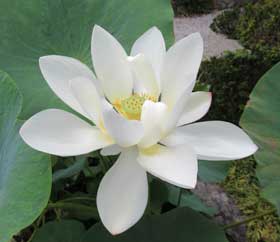 優雅で清楚な白い蓮の花