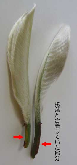 ホオノキの冬芽内部にあった天使の羽根のような幼葉の葉柄部分が托葉と合着している