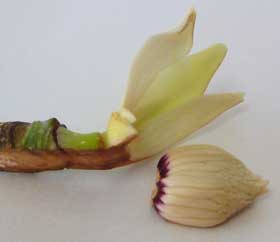 芽吹きの頃のホオノキの混芽内の花芽内部の断面