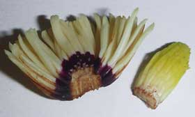 芽吹きの頃のホオノキの花芽内部の雄しべと雌しべの断面