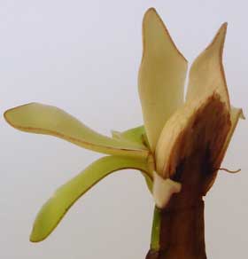 芽吹きの頃のホオノキの花芽内部の雄しべと花被片の断面