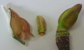 芽吹きの頃のホオノキの混芽の中の様子　外側の托葉と葉芽を外したところ