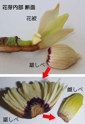 芽吹きの頃のホオノキの花芽内部の説明図