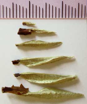 マトリョーシカのようにホオノキの冬芽に収まっている中心の６枚の銀色の幼葉